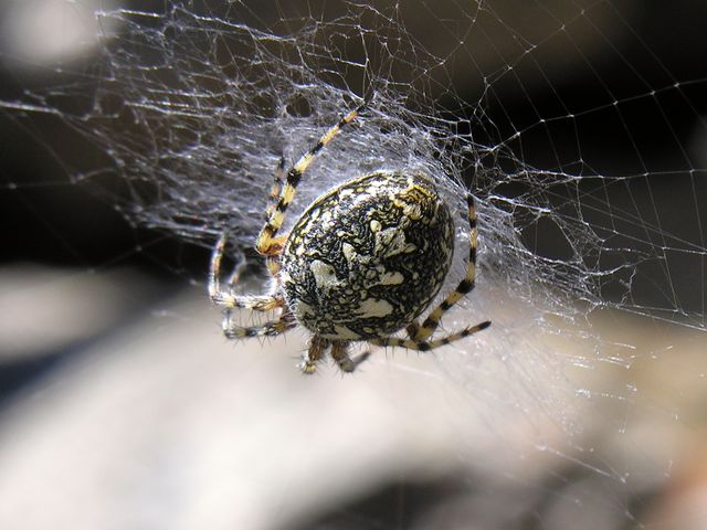 Aculepeira delle petraie